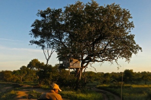 House Tree in Umlani Camp.