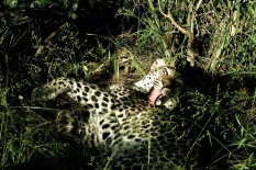 Leopard...after eat.
