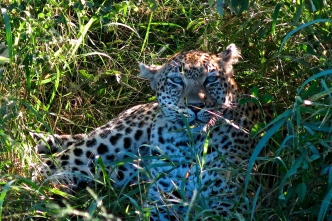 Same leopard getting rest.