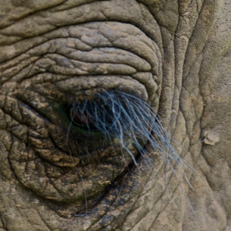 Elephant eye
